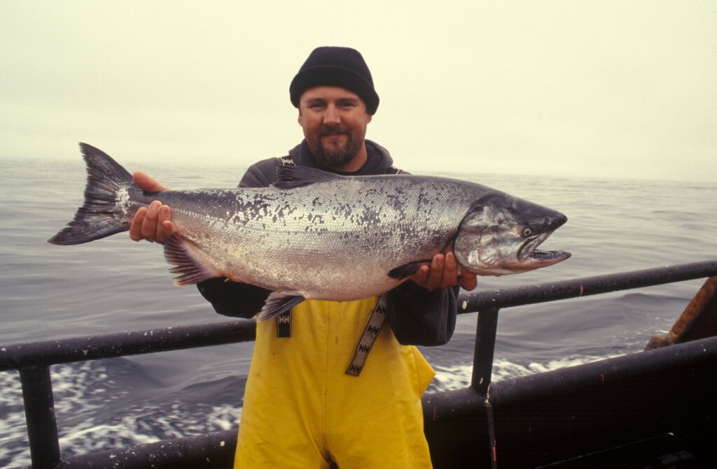 Gunakan data kecerdasan buatan untuk lindungi salmon