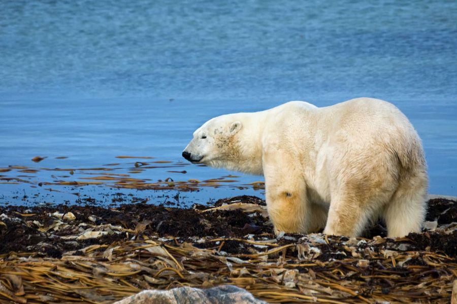 mencairnya es kutub akibat krisis iklim | pengaruh vr dalam perubahan iklim