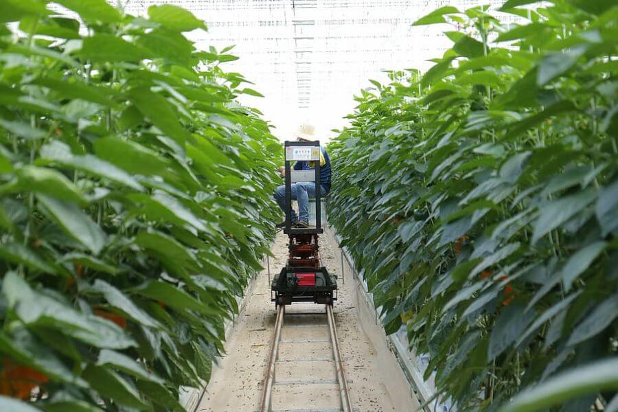 penggunaan robot dalam smart agriculture